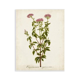 Stupell Industries Scientific Flower Study Wall Plaque Art Design by Unknown