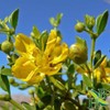 Herb To Body Chaparral Leaf C/S | Cut & Sifted