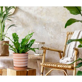 D'vine Dev Set of 2 Terracotta Pots, 6.5 Inch and 8.2 Inch, Planter Pots for Plants with Drainage Holes and Saucers, Pottery Red/White, 34-958-B-1