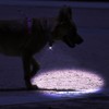 RaySoar 12 Pack Ultra Bright Mini LED Keychain Flashlight, Small