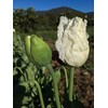 Peshawar Poppy Seeds (~350): Certified Organic, Non-GMO, Heirloom, Open Pollinated