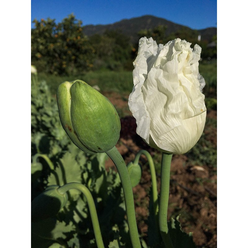 Peshawar Poppy Seeds (~350): Certified Organic, Non-GMO, Heirloom, Open Pollinated