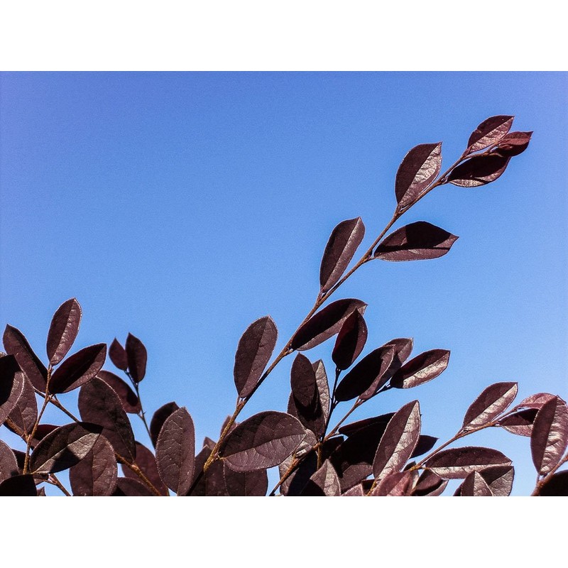 Ruby LOROPETALUM - Size: 1 Gallon, Live Plant, Includes Special