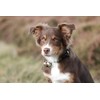 Beau's Bells 2 Extra Loud Cat & Dog Bells |