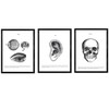 Nacnic Pack anatomy posters. Calavera ear eye ears. Body. Anatomy