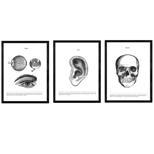 Nacnic Pack anatomy posters. Calavera ear eye ears. Body. Anatomy