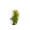 The Jonsteen Company Douglas-fir | Small Tree Seedling | The