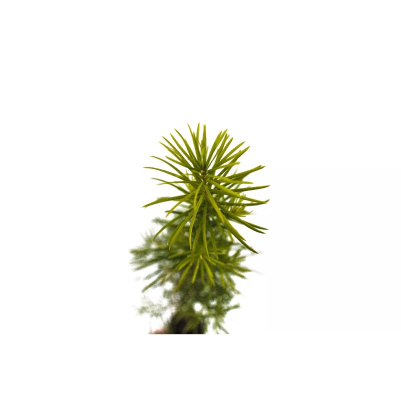 The Jonsteen Company Douglas-fir | Small Tree Seedling | The