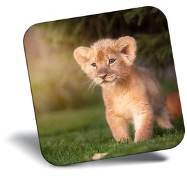Destination Vinyl ltd Fridge Magnet - Cute Baby Lion Cub Cat 15785