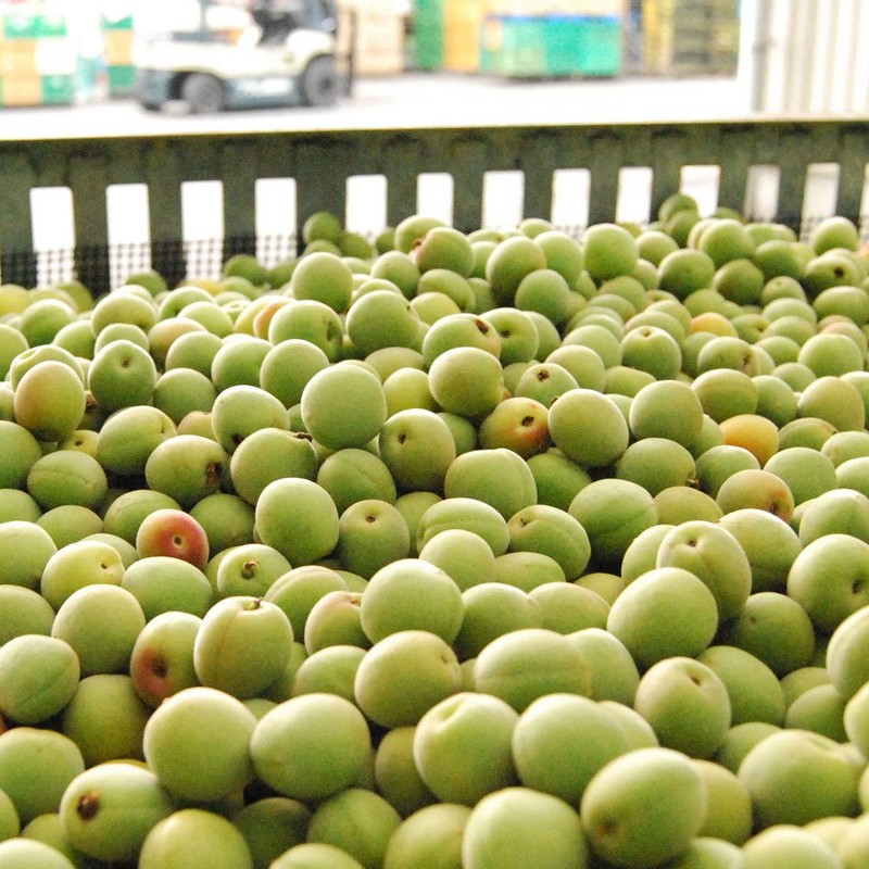 Sumami Plum Meat Extract, Additive-Free (100% Kishu Plum, Kneaded 3.4