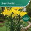 Gardman R754 Grow Through Hoops with 3 Legs, 16" Wide