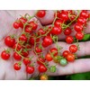 30+ Sweet Pea Currant Tomato Seeds, Heirloom Non-GMO, Extra Sweet