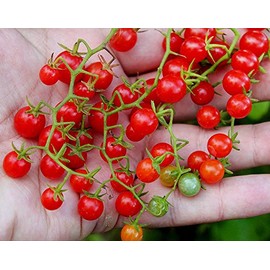 30+ Sweet Pea Currant Tomato Seeds, Heirloom Non-GMO, Extra Sweet and Heavy-Yielding, Low Acid, Indeterminate, Open-Pollinated, Long Season, Super Delicious, from USA