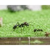 AntHouse Natural Sand Ant Farm Acrylic T Kit 15 x