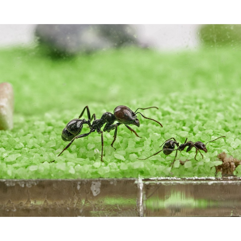AntHouse Natural Sand Ant Farm Acrylic T Kit 15 x