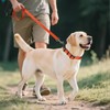 Joytale Reflective Dog Collar,Soft Neoprene Padded Breathable Nylon Pet Collar