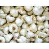 California White Garlic, for Planting (3 Large Heirloom Bulbs)untreated, Organic!