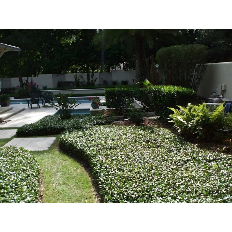 Classy Groundcovers, Asiatic/Dwarf Asian/Minima/Japanese/Yellow Star Jasmine (50 Bare Root Plants)