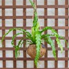 Better-Gro 17” Hanging Kokodama with Birds Nest Fern - Biodegradable,