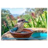 Der Kookaburra - Im australischen Busch mit dem lachenden Hans