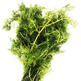 Planterest | Hornwort Ceratophyllum Demersum Live Aquarium Plant Easy for Beginner Tropical Pond Aquatic Plants Decoration - BUY2GET1FREE -