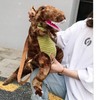 Kids Dinosaur Backpack Cartoon 3D Dinosaur Shape Soft Plush Kids