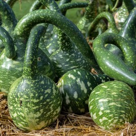 Gourd Seeds - Speckled Swan - 2 g Packet ~60 Seeds - Lagenaria siceraria - Farm & Garden Vegetable Seeds - Non-GMO, Heirloom, Open Pollinated, Annual