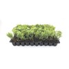Sea Green Juniper - 10 Live Plants - Juniperus Chinensis