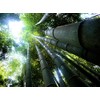 Dendrocalamus giganteus – Giant Timber Clumping Bamboo Plant