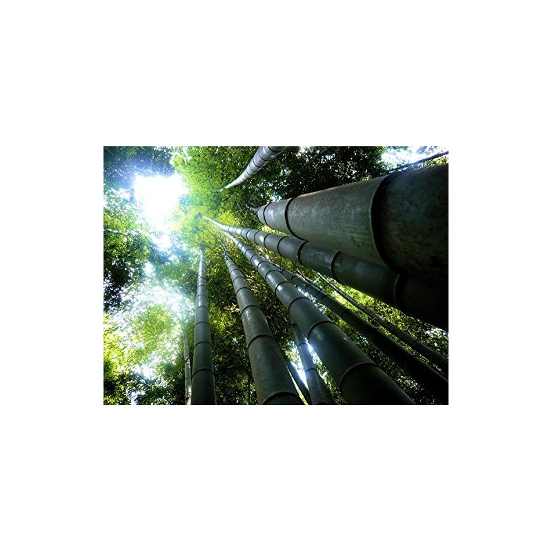 Dendrocalamus giganteus – Giant Timber Clumping Bamboo Plant