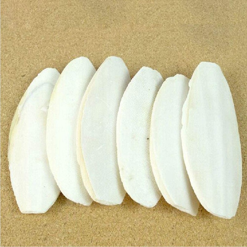Mivofun 2PCS Natural Cuttlebone for Tortoise Turtles Snails Birds Cockatiels