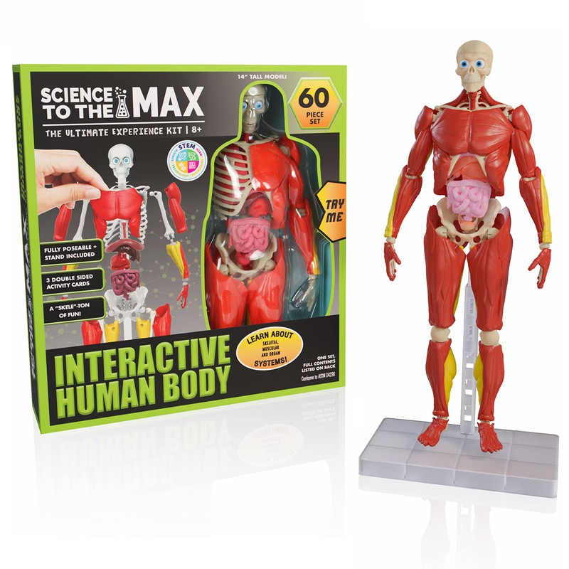 Be Amazing! Toys Interactive Human Body - 60 Piece Fully