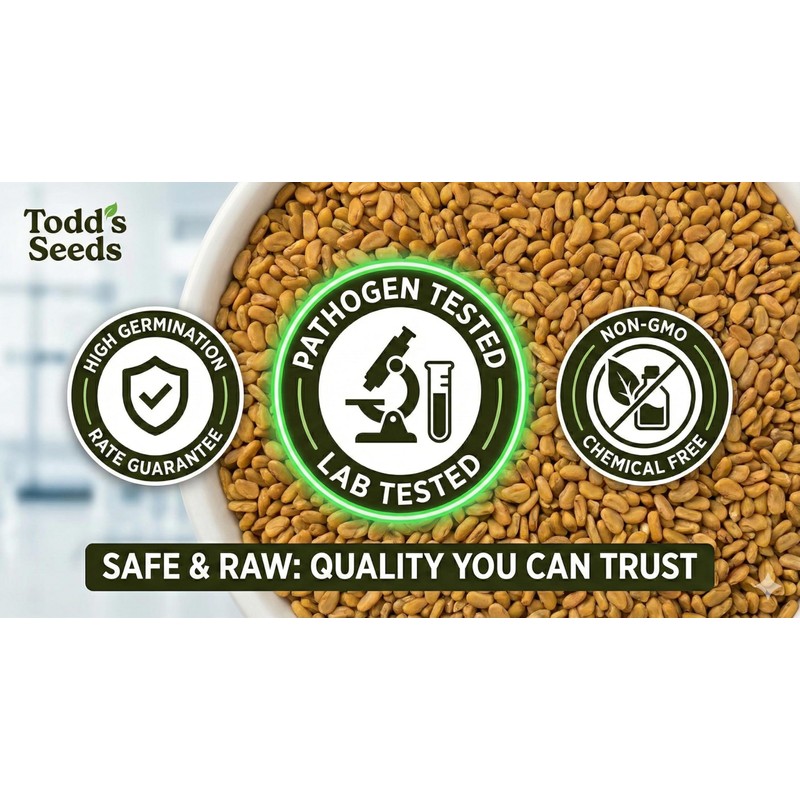 Todd’s Seeds - Alfalfa Seeds - 16 Oz Bulk Alfalfa