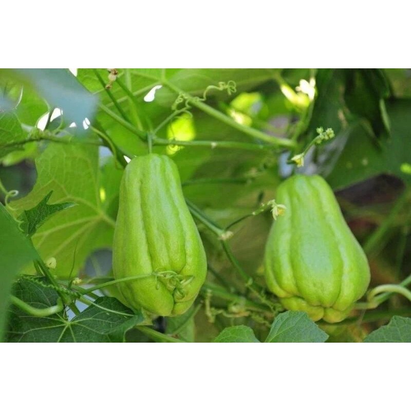 2 Sprouted Chayote Squash Mirliton Live Plant Ready To Plant