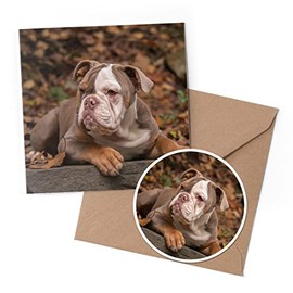 1 x Greeting Card & 10 cm Round Sticker Set - American Bulldog Puppy Dog - Birthday Thank You Friend Lover Fan Mum Dad Kids #12471