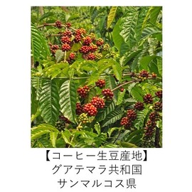 Organic Coffee Club Guatemala San Marcos Organic Coffee 10.6 oz (300 g) Powder, Medium Grind, Medium Roasting