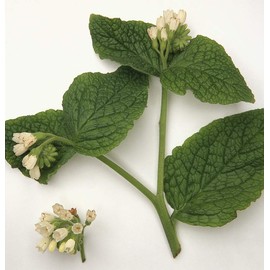 ni-ruzuya-do remedyi-zu Symphytum officinale & marouhuttoba-mu (huttokuri-mu) 50