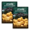 Jicama Seeds - Drought Resistant Mexican Turnip - Size: 2