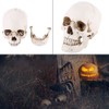 1Pc Life Size Human Skull Skull Resin White Model Replica