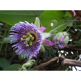 Buy Rare Seeds Passiflora edulis| Granadilla | Qarandila | Maracuja | 20_Seeds