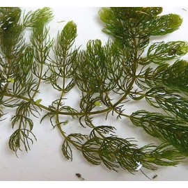 Pond Oxygenating Hornwort Bunch Plants