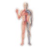 Circulatory System Cardiovascular Diagram Medical - 12" Vinyl Sticker Waterproof