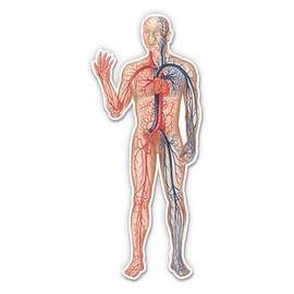 Circulatory System Cardiovascular Diagram Medical - 12" Vinyl Sticker Waterproof Decal