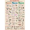 Feenixx Laminated Insect Identification Science Educational Chart Poster 24x36