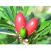 Miracle Fruit Cubes, 15 count (Pack of 2) Shipped direct