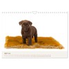 Labrador - Welpen (Wandkalender 2026 DIN A4 quer), CALVENDO Monatskalender: