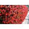 Photinia Red Tip - 10 Live Plants - Photinia x