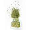 Whole Thyme Leaves, Non-GMO, Freshly Packaged in Resealable Bag (4