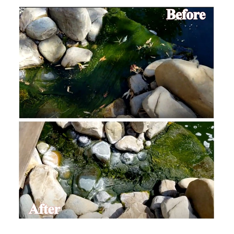Cloverleaf Sludge Answer for Pond & Aquarium (1 Litter)