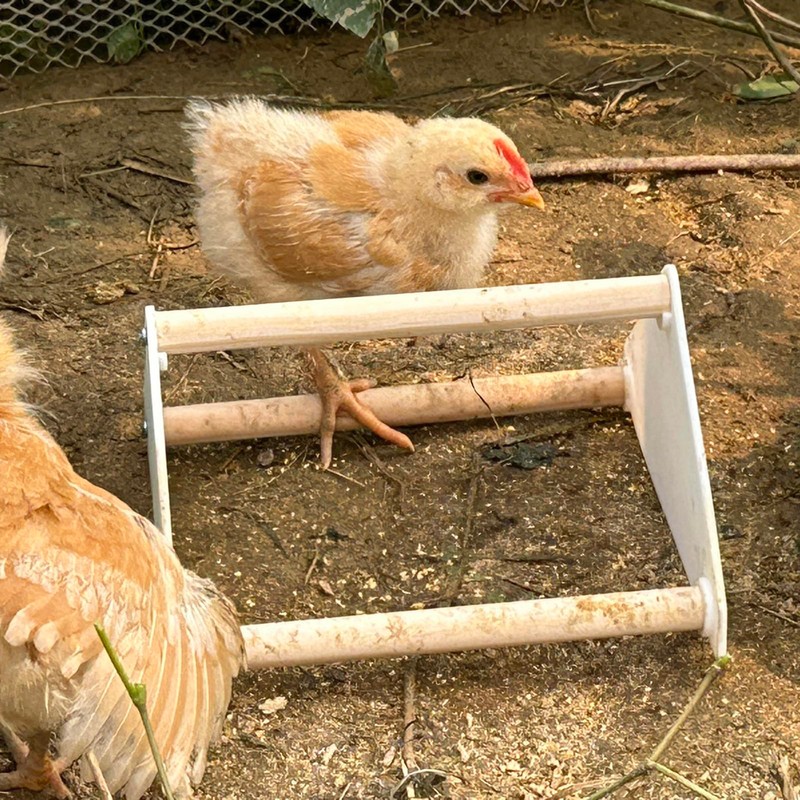 YANZI Chick Feeder and Waterer Kit, Baby Chick Starter Kit